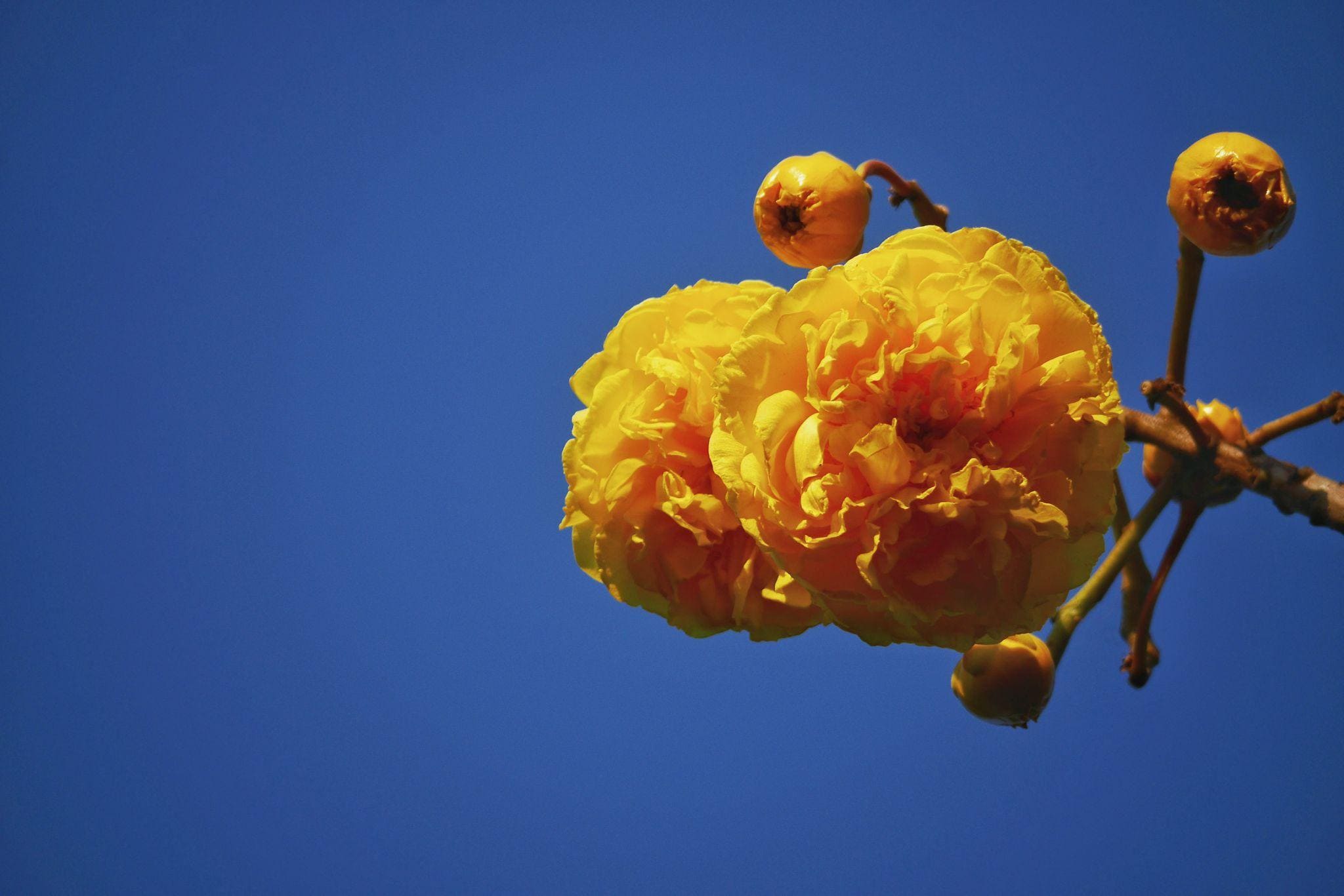 The yellow apricot blossom has delicate petals, typically featuring 5 small petals